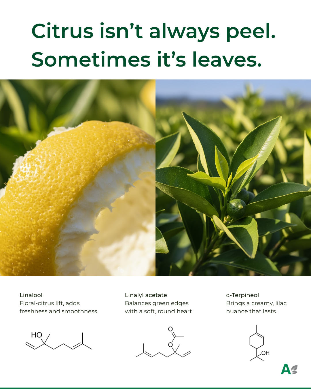 Création Visuel pour le post :What If “Citrus” Didn’t Come From the Fruit?
