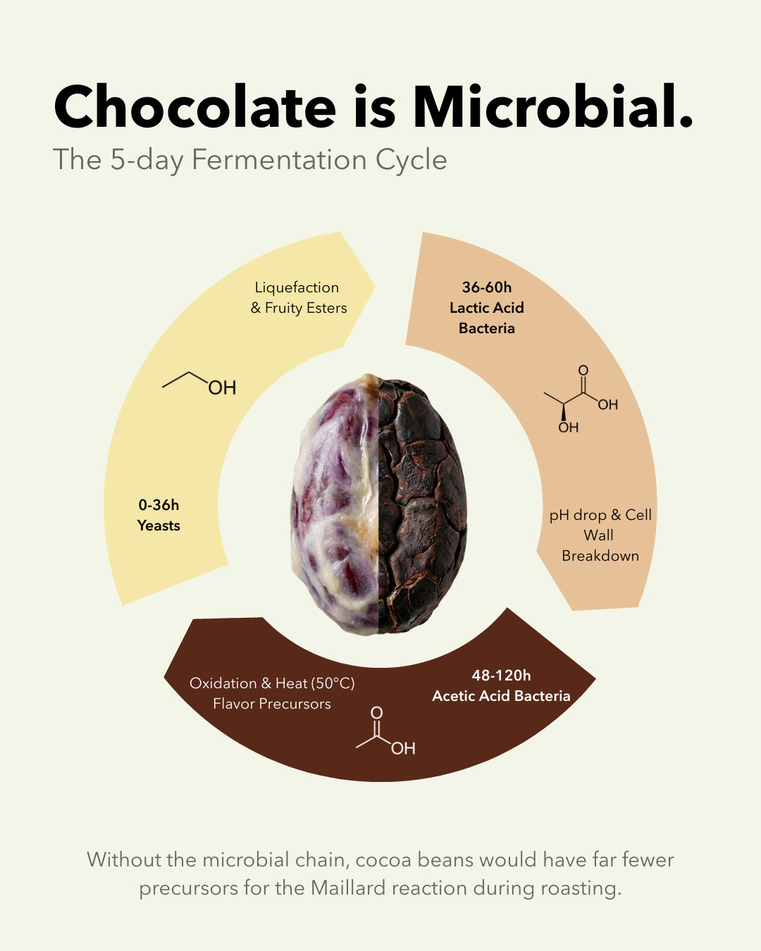 Création Visuel pour le post :The Microbiology of Chocolate