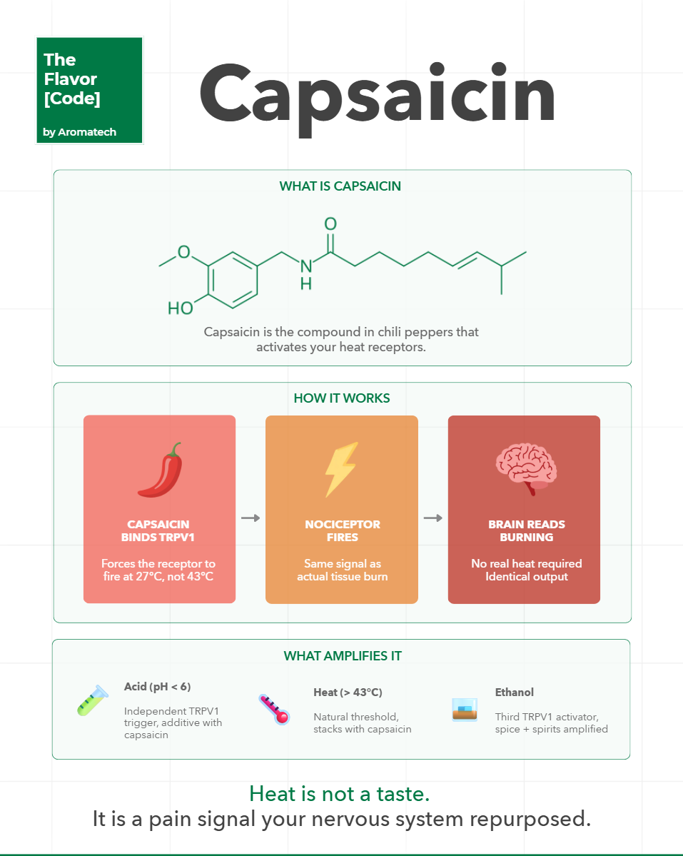 Création Visuel pour le post :Why heat perception in food is a neuroscience problem, not a taste problem