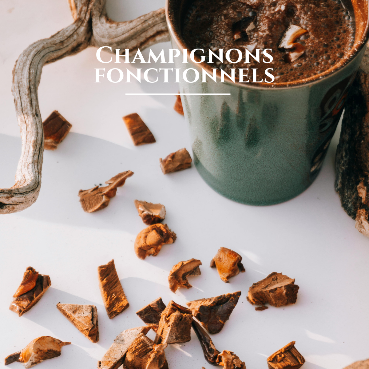 Création Visuel pour le post :Champignons fonctionnels : entre bien-être global et nouvelle génération d’ingrédients santé